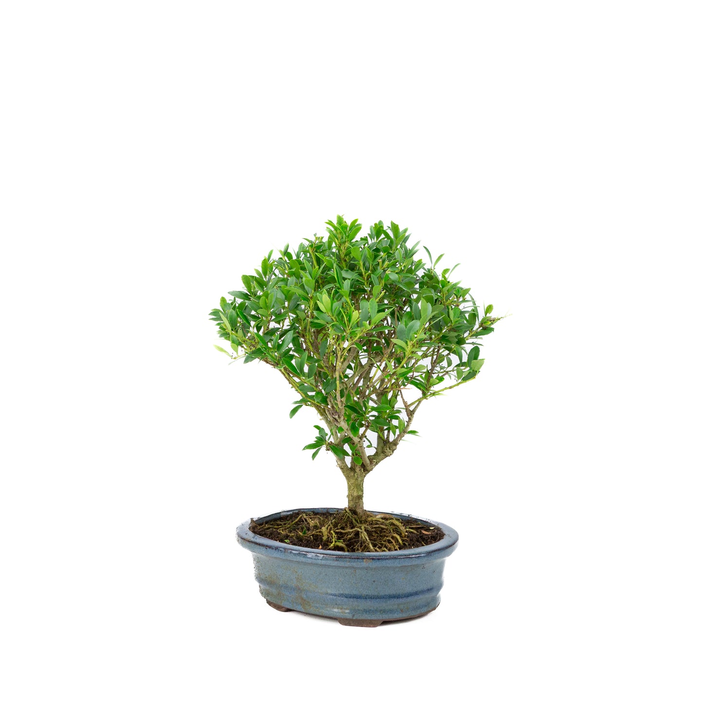 Ilex crenata Bonsai in blue pot 18cm, height ~25cm