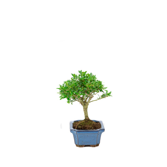Ilex crenata blue rectangular pot 15cm, height ~24cm