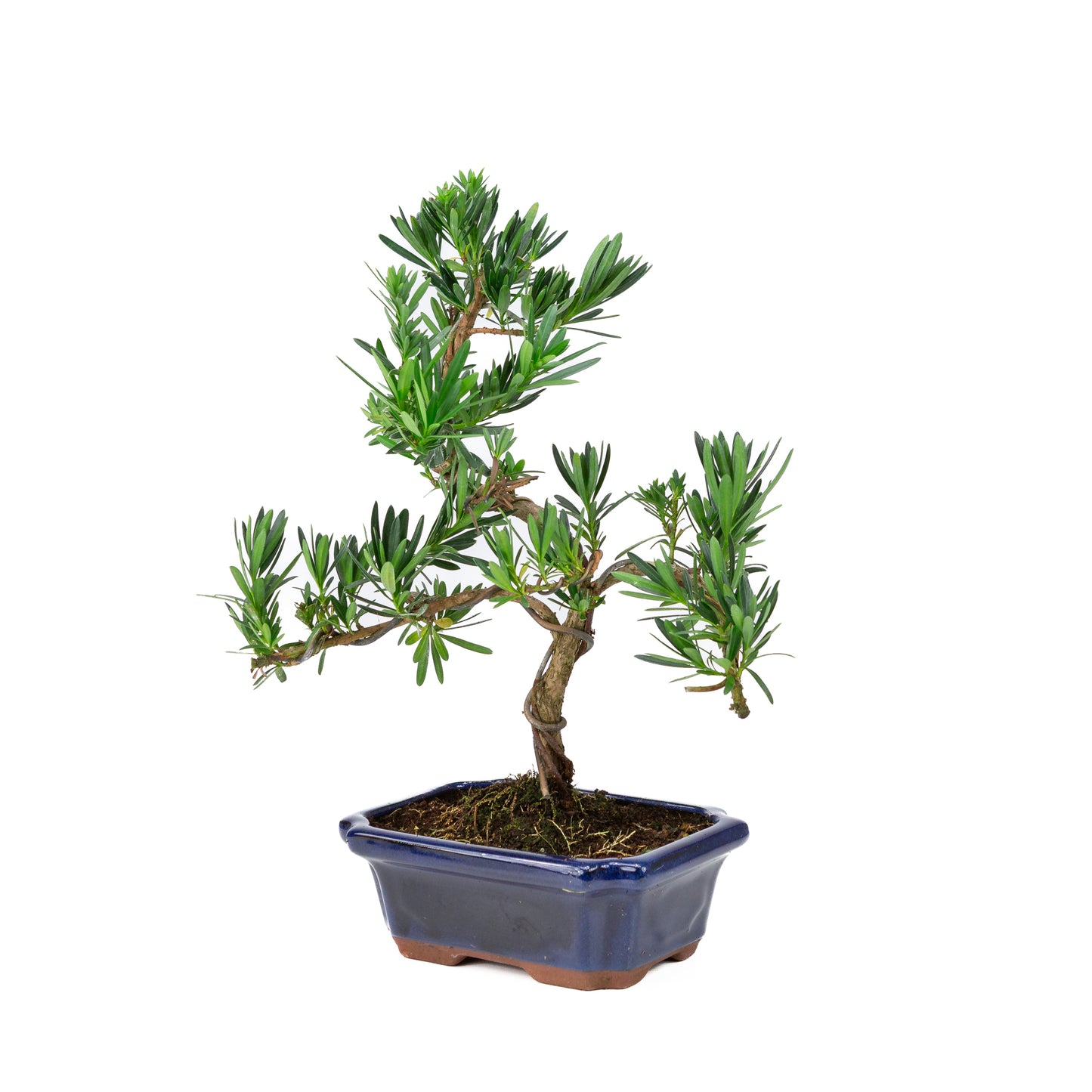 Podocarpus macrophylla blue pot 19cm, height ~40cm