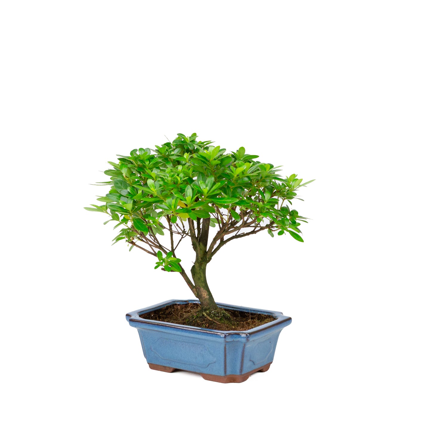 Rhododendron indicum broom shape blue pot 18cm, height ~36cm