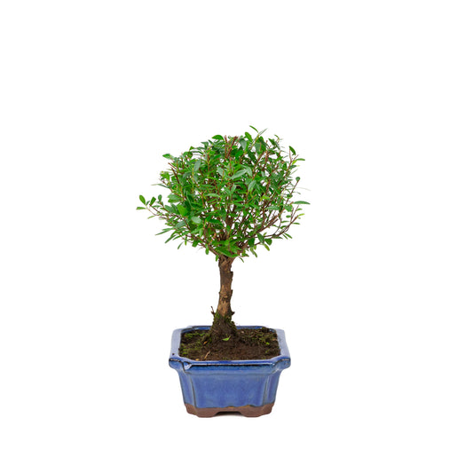 Syzygium buxifolium blue pot 19cm, height ~30cm