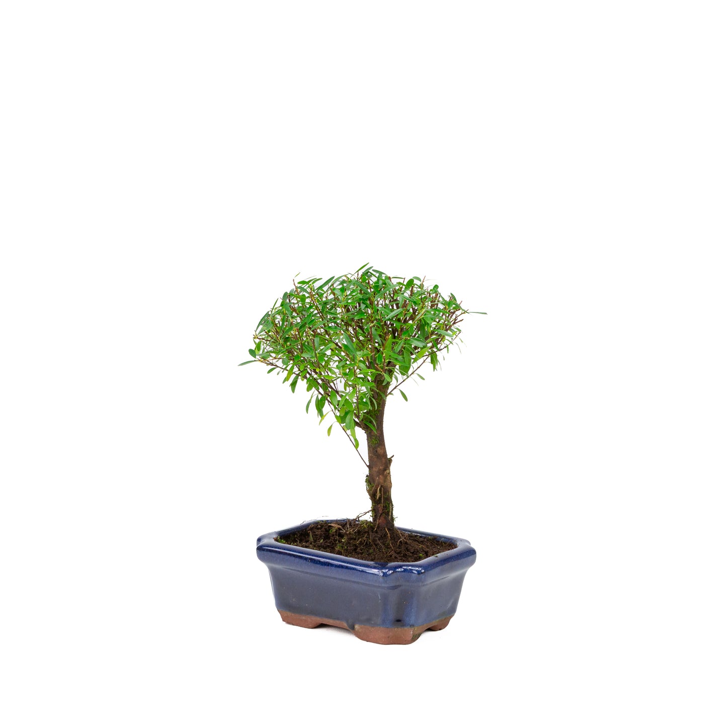 Syzygium buxifolium blue pot 15 cm, height ~25 cm
