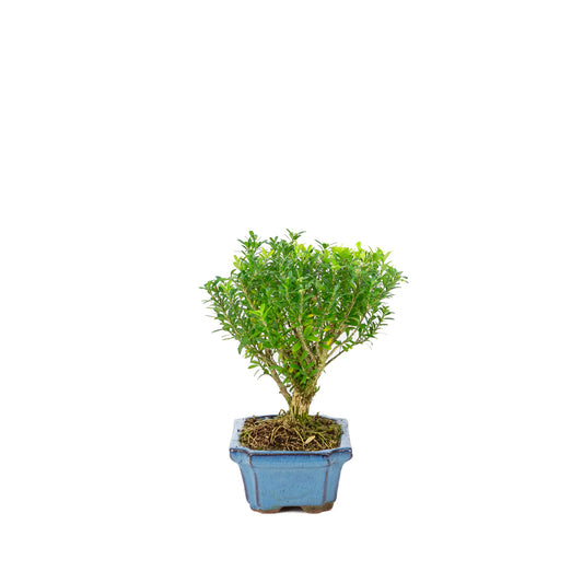 Buxus harlandii broom shape blue pot 15cm, height ~22cm