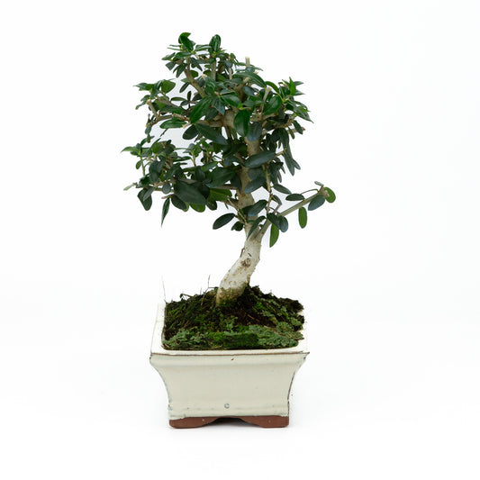 Buiten Bonsai Olea sylvestris creme rechthoekige pot 15cm, hoogte ~28cm