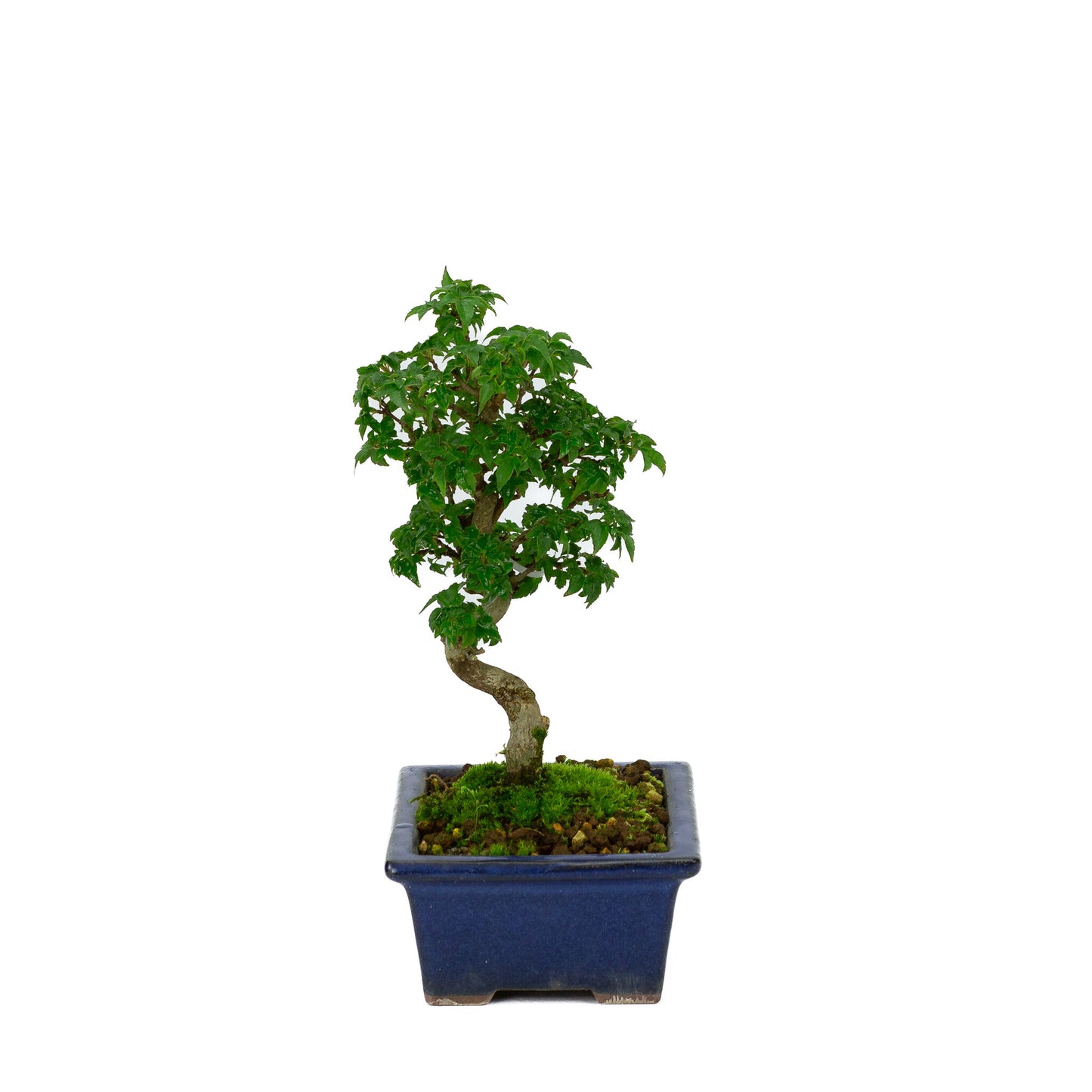 Buiten Shohin Bonsai Acer buergerianum blauwe rechthoekige pot 13cm, hoogte ~24cm