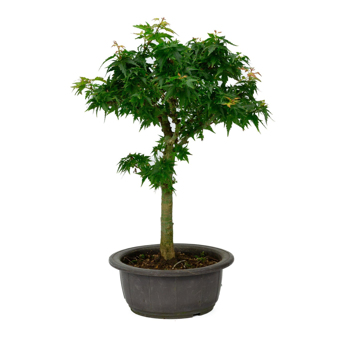 Buiten Bonsai Acer palmatum 'Kotohime' plastic pot 18cm , hoogte ~ 43cm