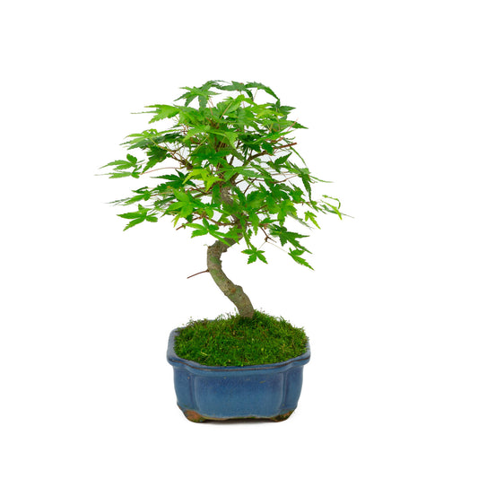 Buiten Bonsai Acer palmatum blauwe Mokko pot 17cm, hoogte ~26cm