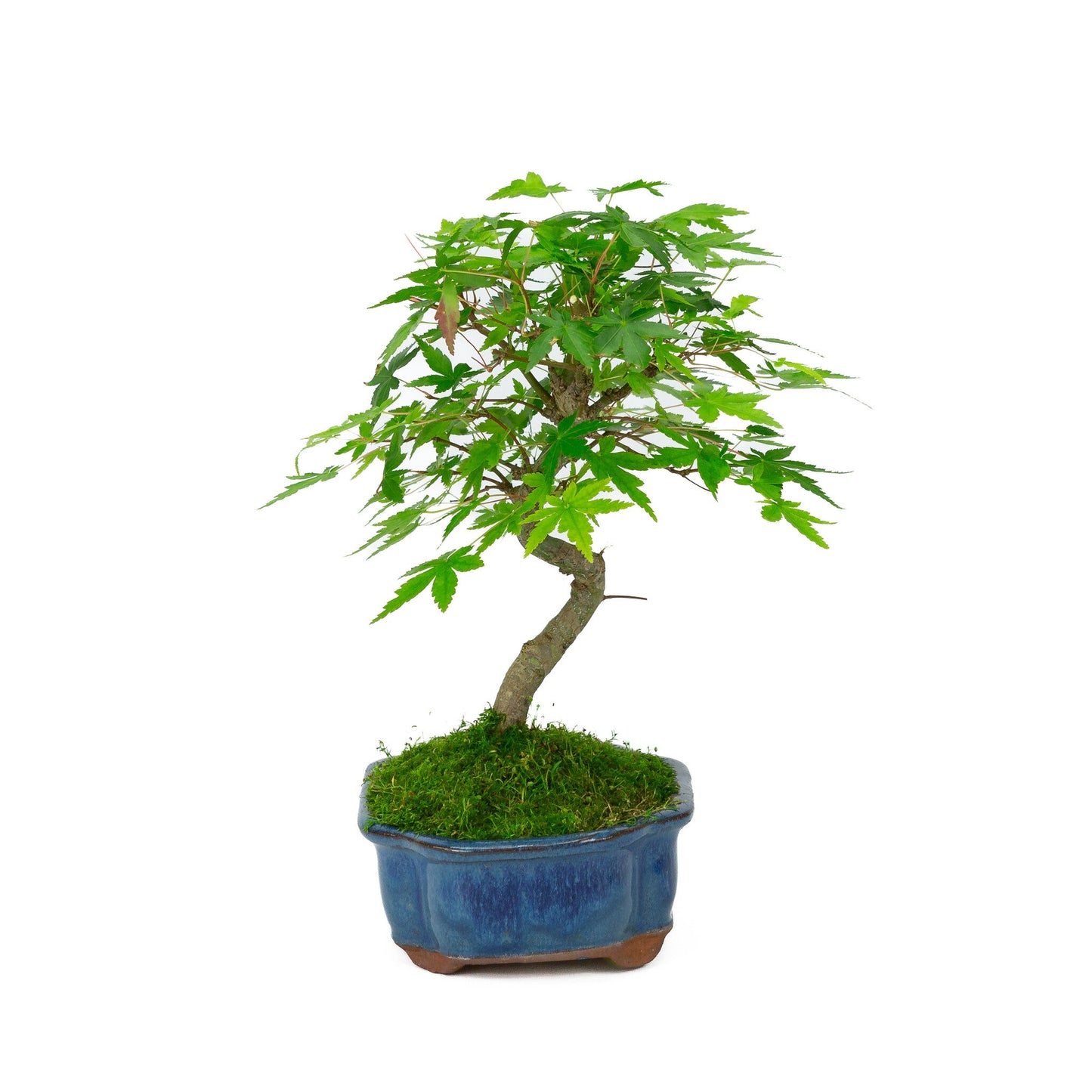 Buiten Bonsai Acer palmatum blauwe Mokko pot 17cm, hoogte ~26cm