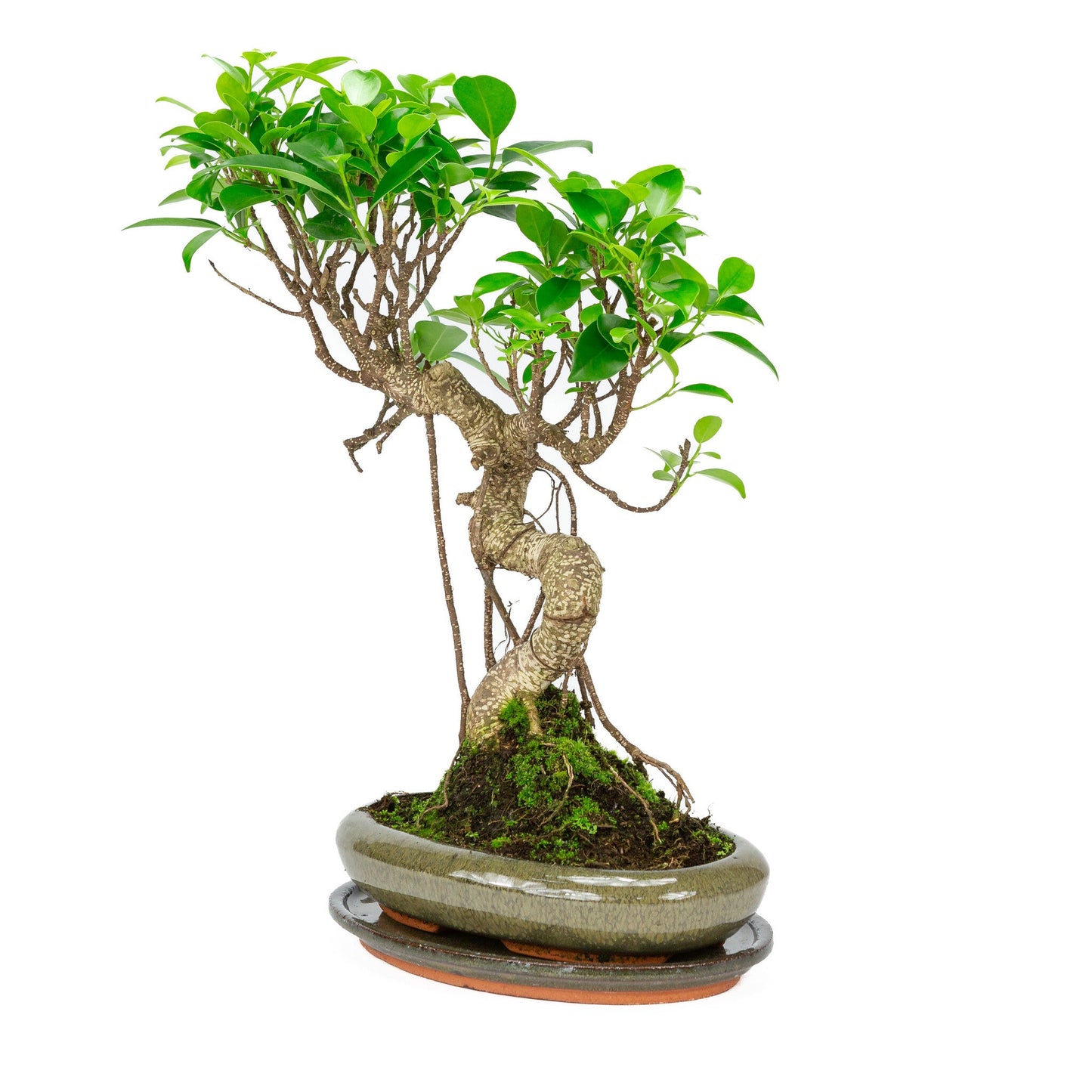 Indoor Bonsai Ficus retusa shape green oval pot 24cm, height ~40cm