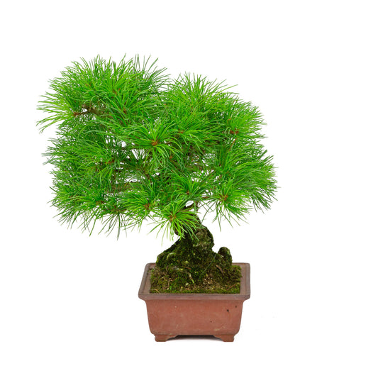 Buiten Bonsai Pinus parviflora ongeglazuurde rechthoekige pot 15cm, hoogte ~28cm