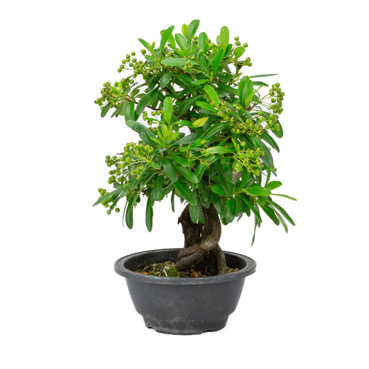 Buiten Bonsai Pyracantha plastic pot 16cm, hoogte ~32cm
