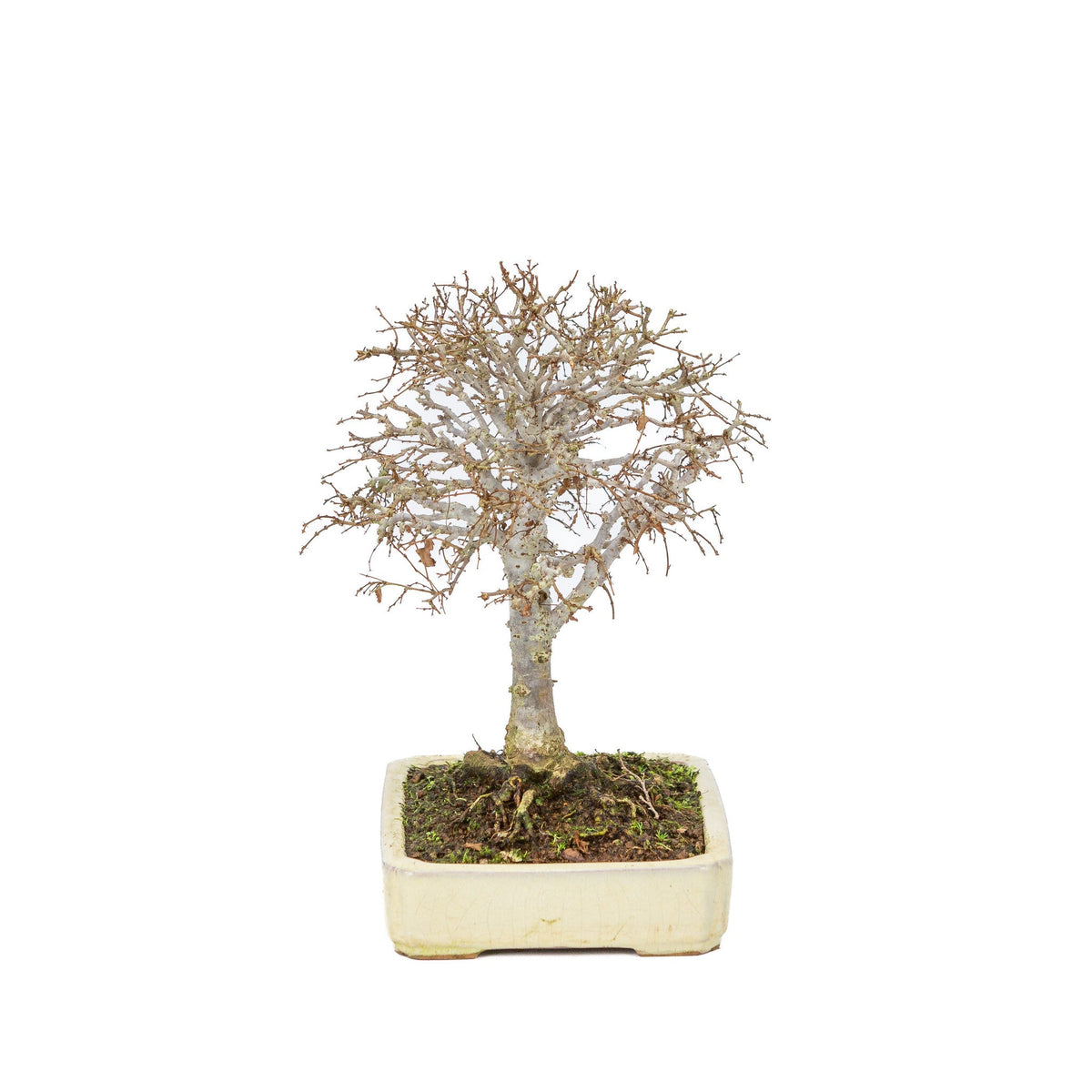 Outdoor Shohin Bonsai Zelkova serrata cream rectangular pot 18cm, height ~ 26cm