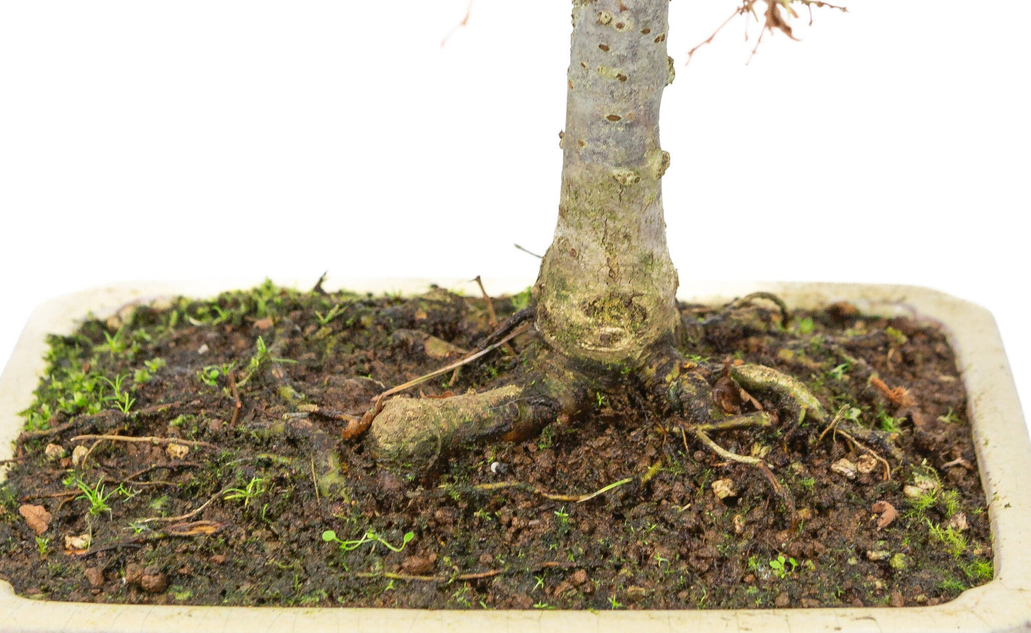 Buiten Shohin Bonsai Zelkova serrata creme rechthoekige pot 18cm, hoogte ~ 26cm