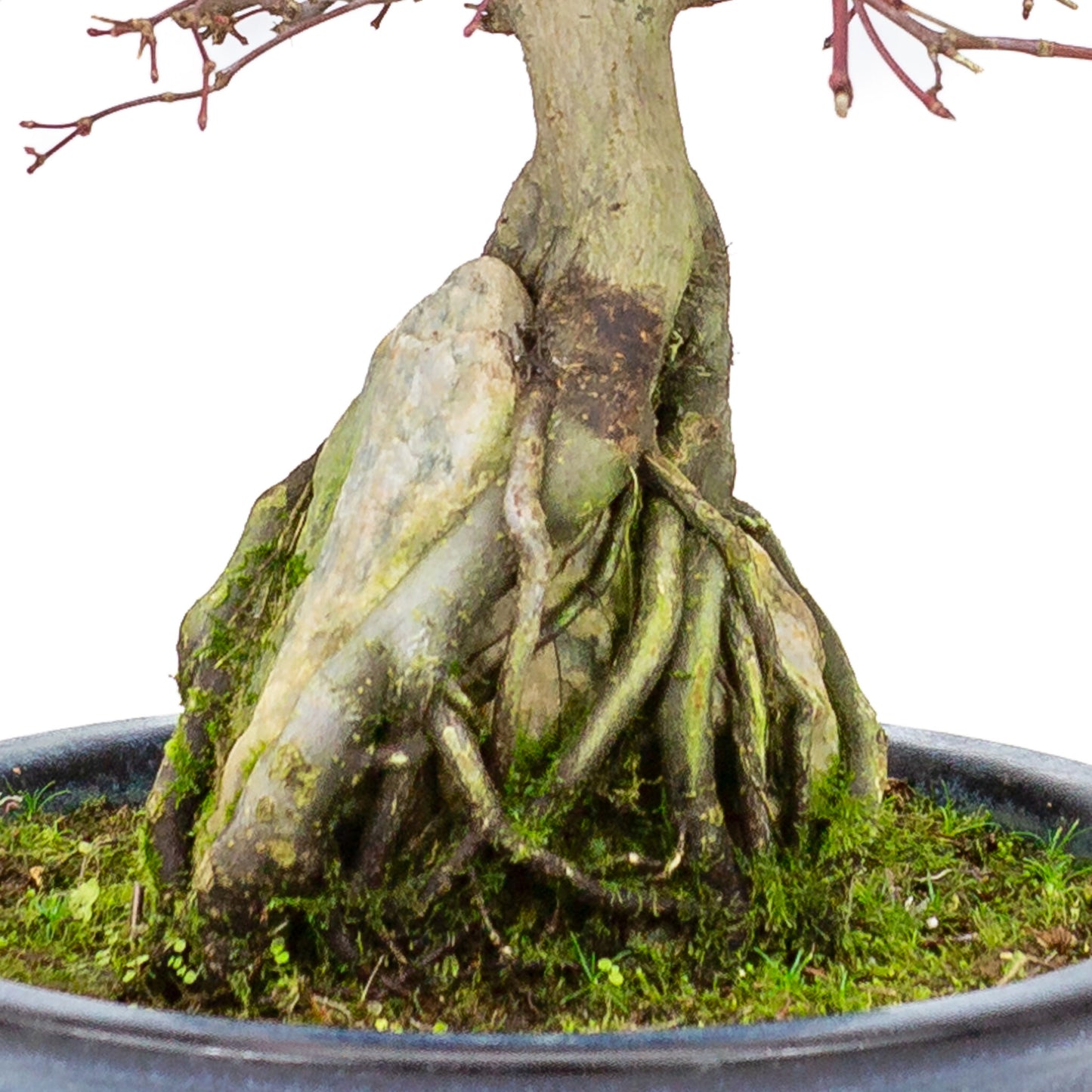 Buiten Bonsai Acer palmatum 'Deshojo' blauwe ronde pot 20 cm, hoogte ~31cm