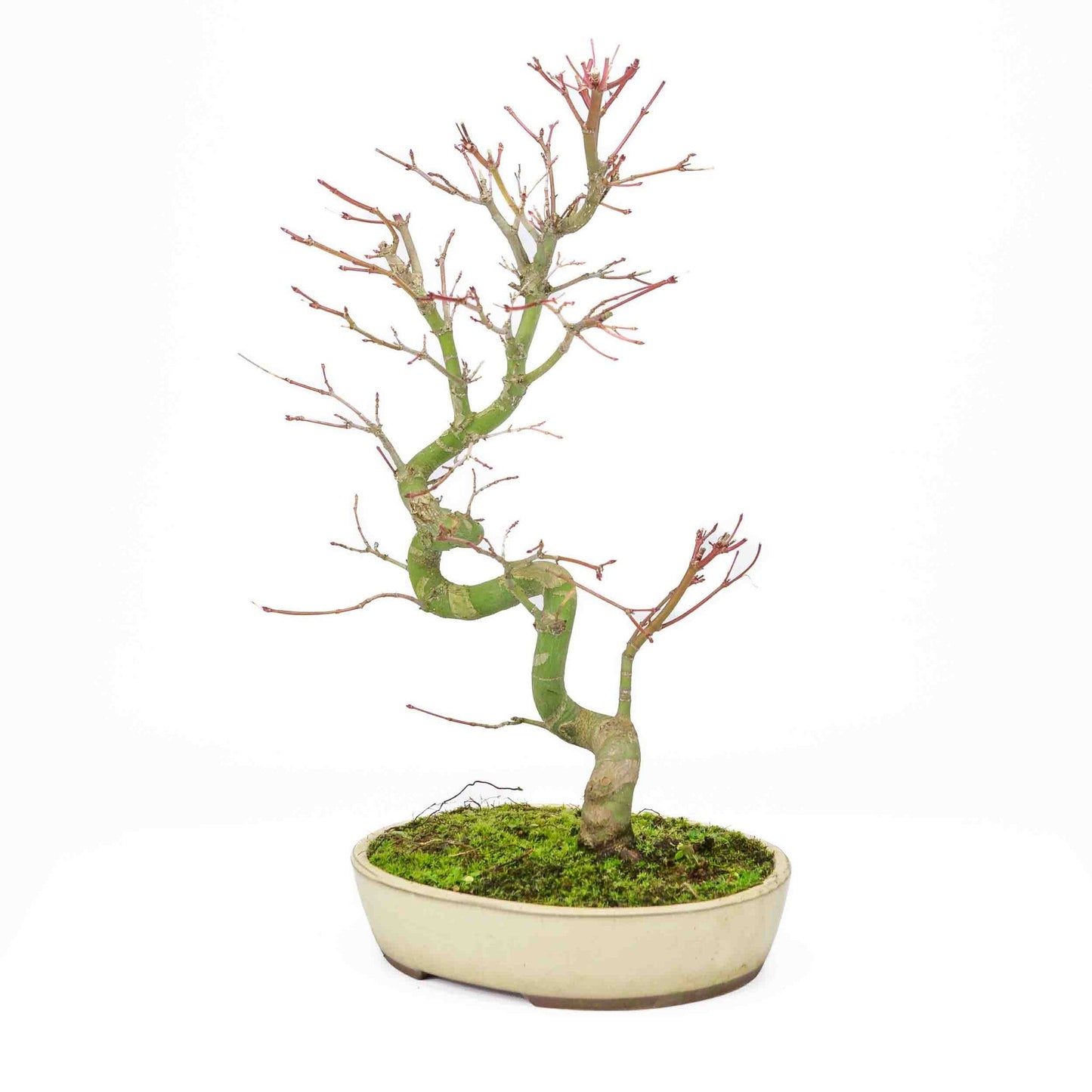 Buiten Bonsai Acer palmatum creme ovale pot 20cm, hoogte ~ 40cm