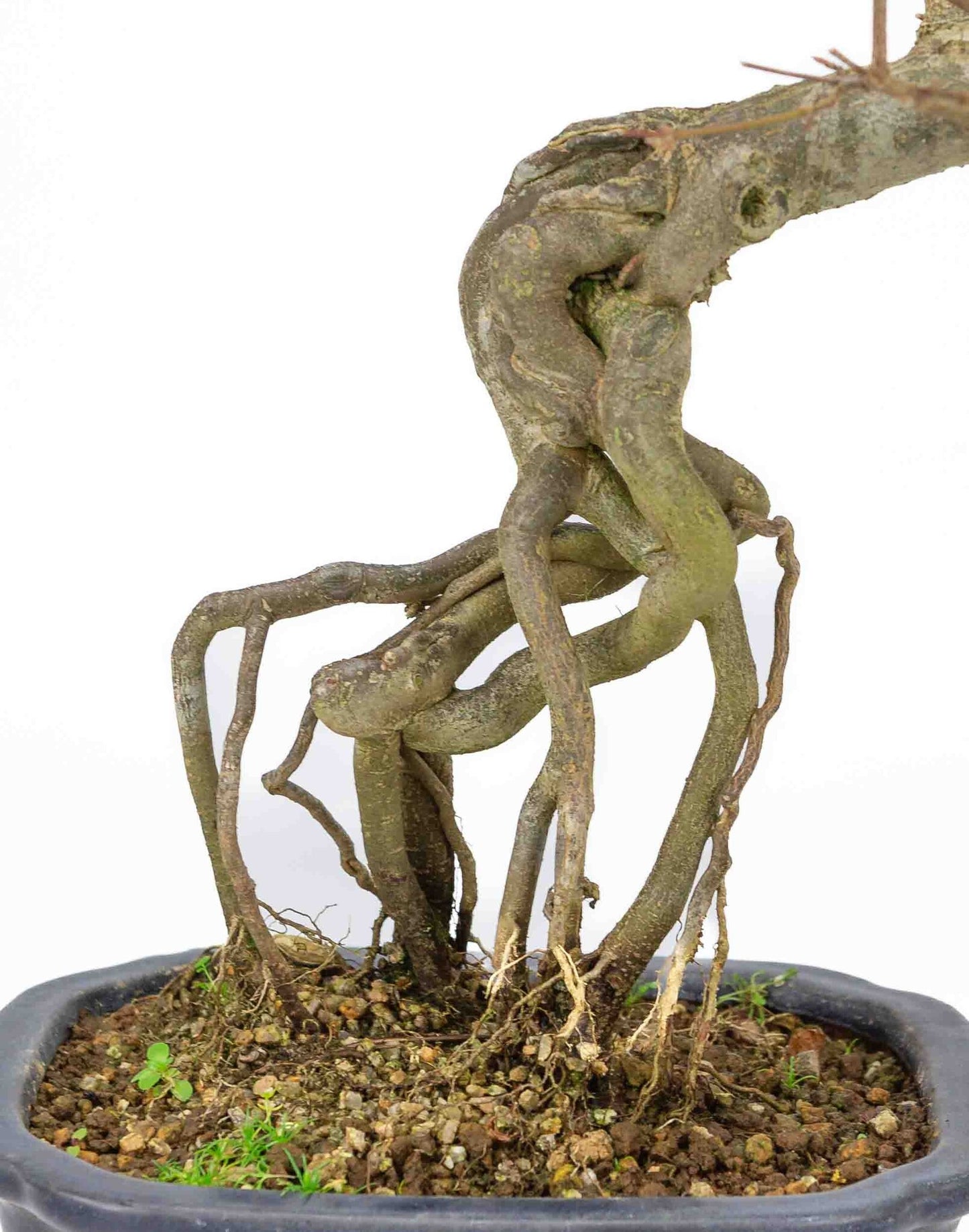 Buiten Bonsai Acer buergerianum blauwe rechthoekige Mokko pot 19cm, hoogte ~40cm