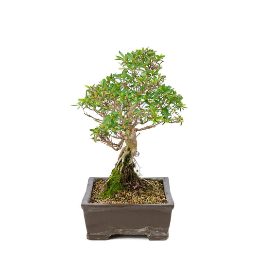 Buiten Bonsai Rhododendron indicum ongeglazuurde rechthoekige pot 25cm, hoogte ~41cm