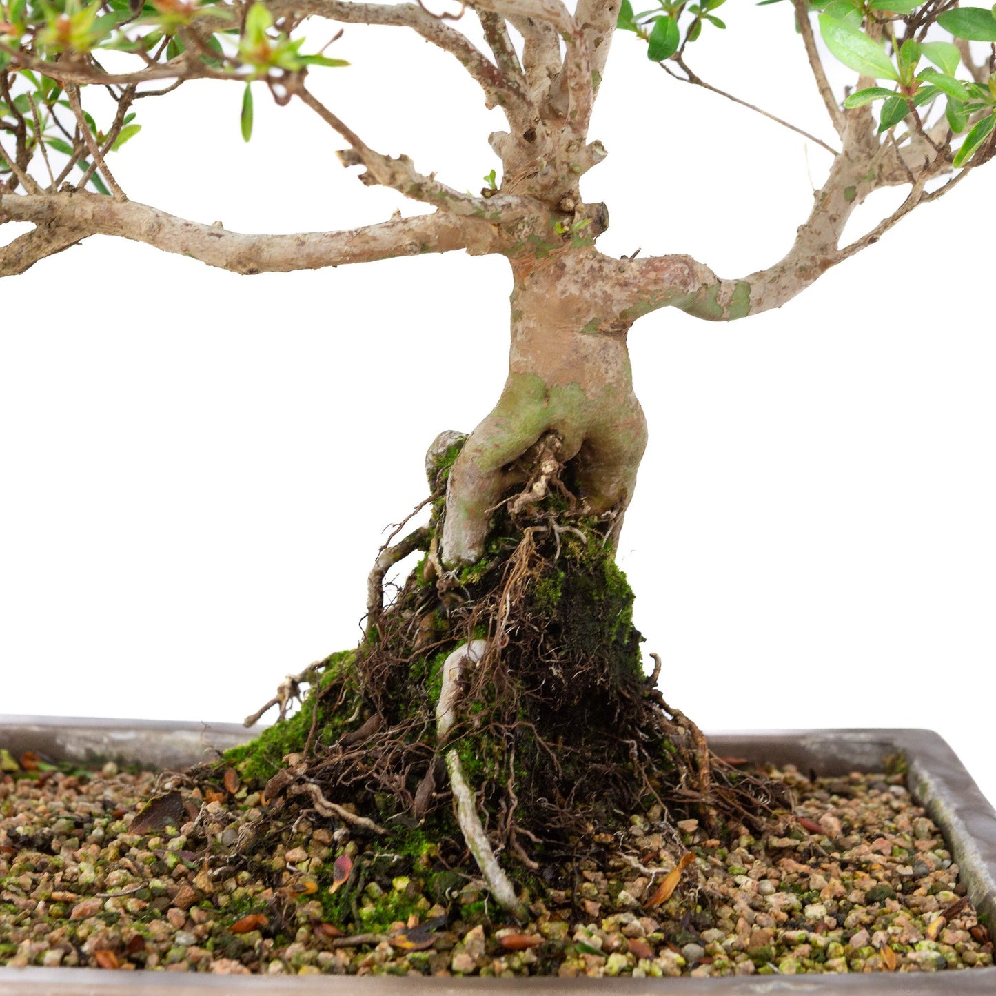 Outdoor Bonsai Rhododendron indicum unglazed rectangular pot 25cm, height ~41cm