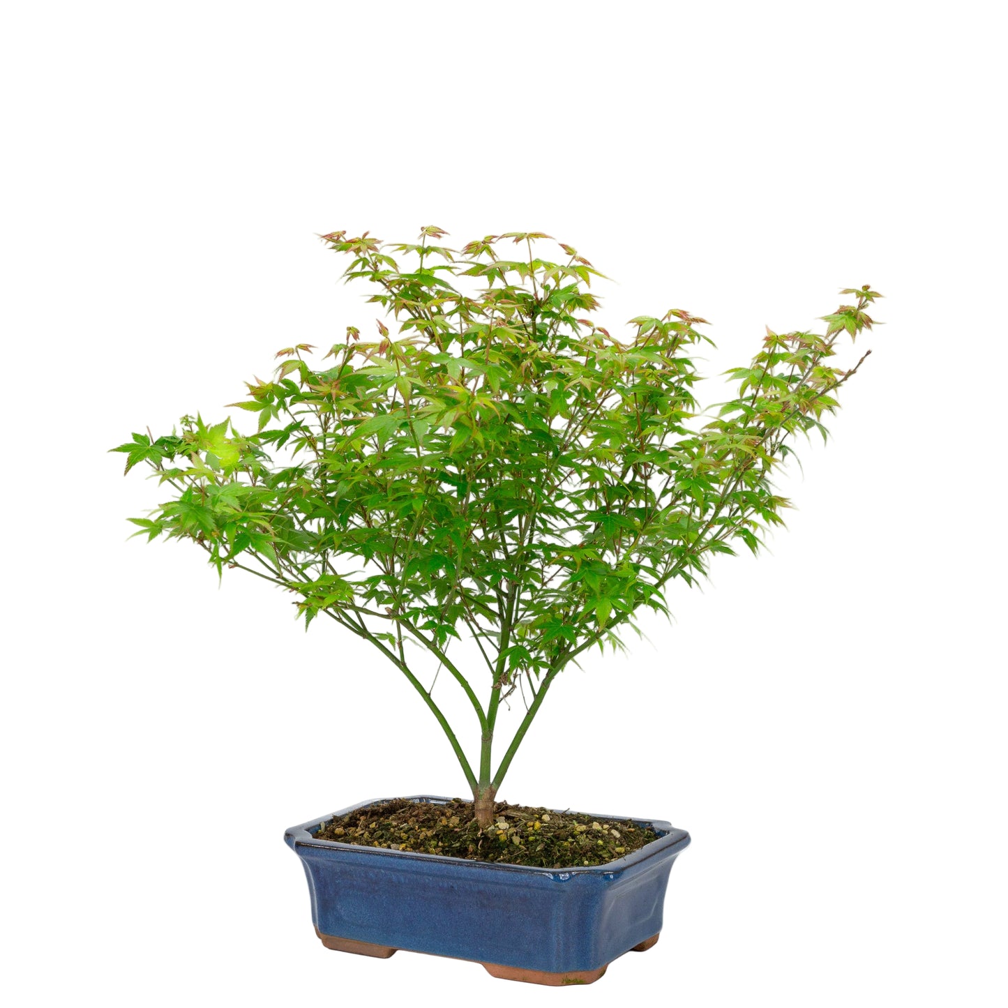 Buiten Bonsai Acer palmatum Little Princess blauwe Mokko pot 25cm, hoogte ~46cm