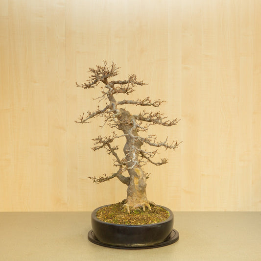 Buiten Bonsai Acer buergerianum blauwe ovale pot 48 cm, hoogte ~77 cm
