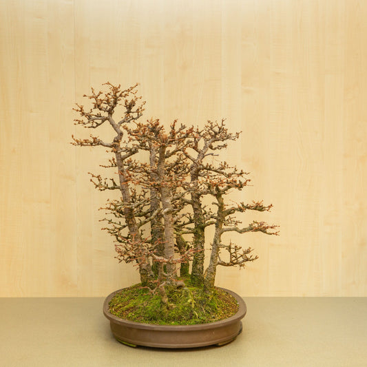 Buiten Bonsai Larix kaempferi ongeglazuurde ovale pot 62 cm, hoogte ~73 cm