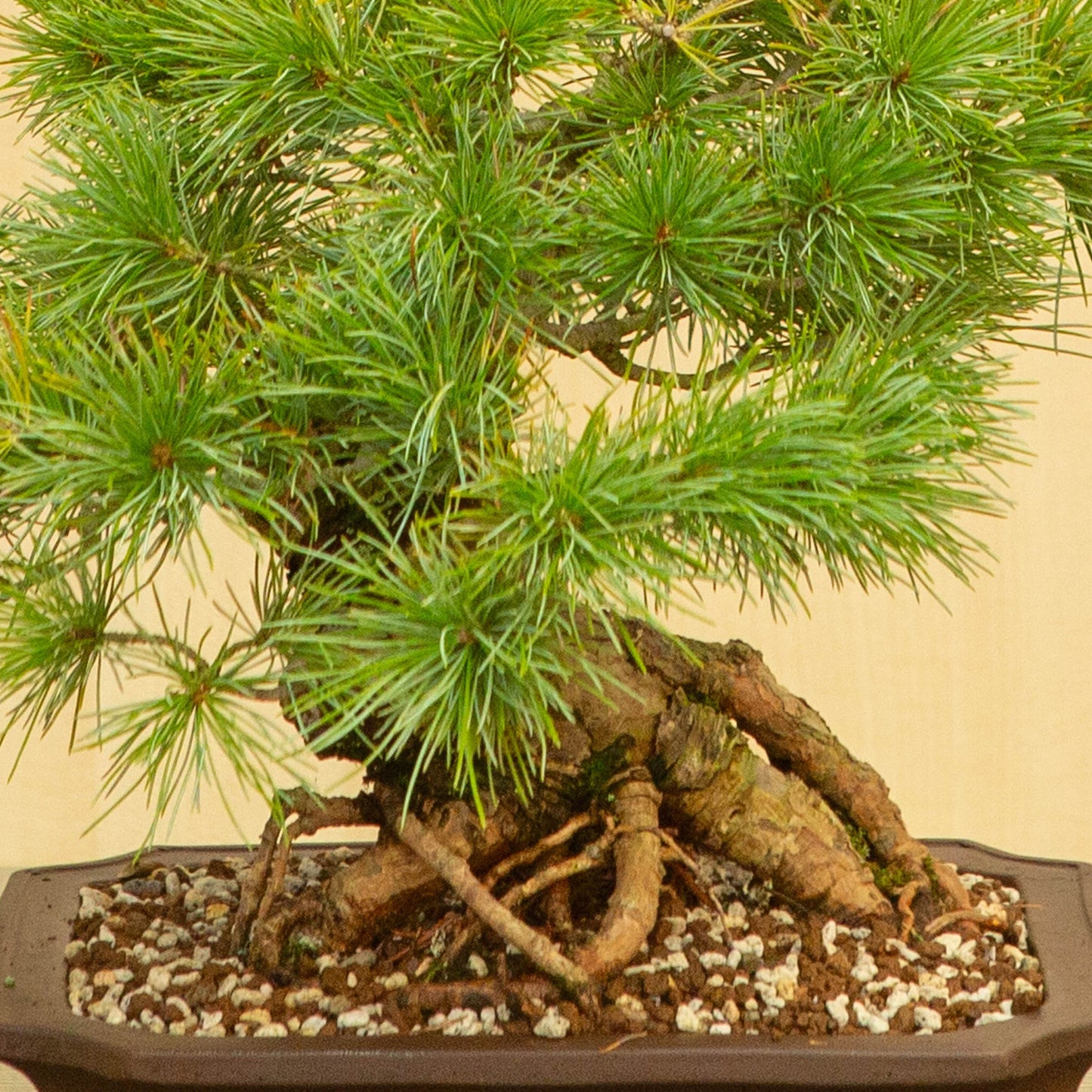Buiten Bonsai Pinus parviflora ongeglazuurde Mokko pot 26 cm, hoogte ~37 cm