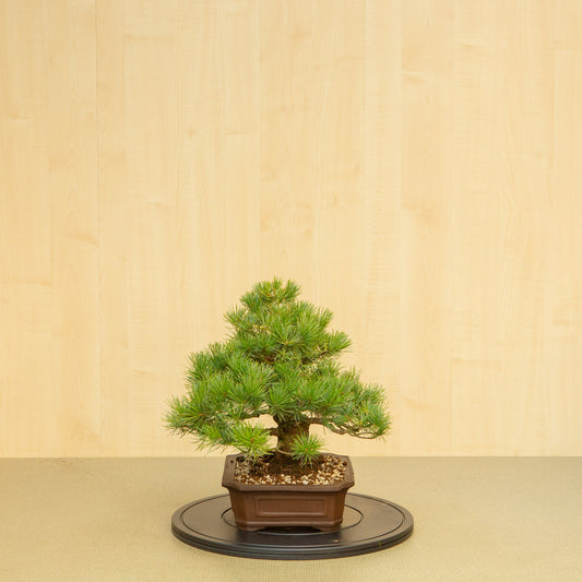 Buiten Bonsai Pinus parviflora ongeglazuurde Mokko pot 25 cm, hoogte ~39 cm