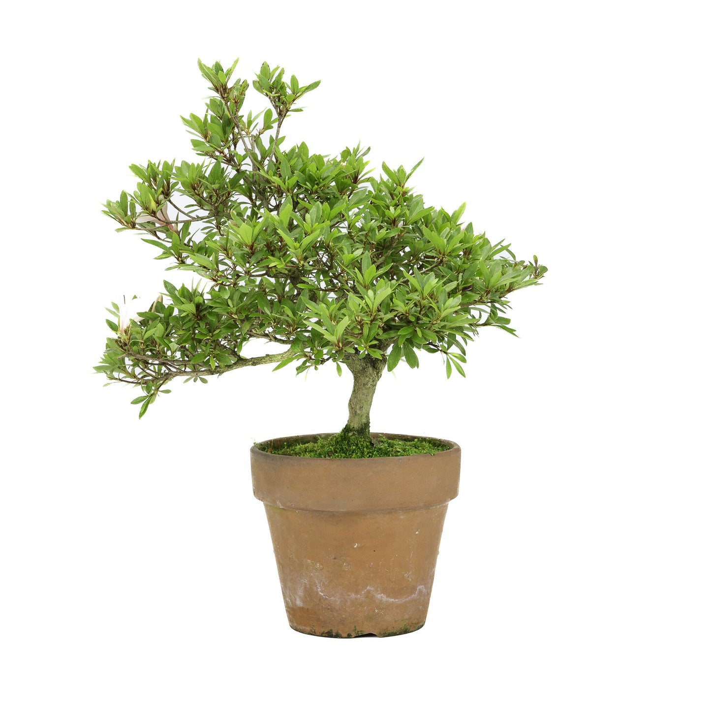 Buiten Bonsai Rhododendron 'Hinomaru' terracotta pot 16cm, hoogte ~40cm