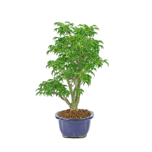 Buiten Bonsai Acer palmatum 'Shishigashira' blauwe Mokko pot 20cm, hoogte ~45cm
