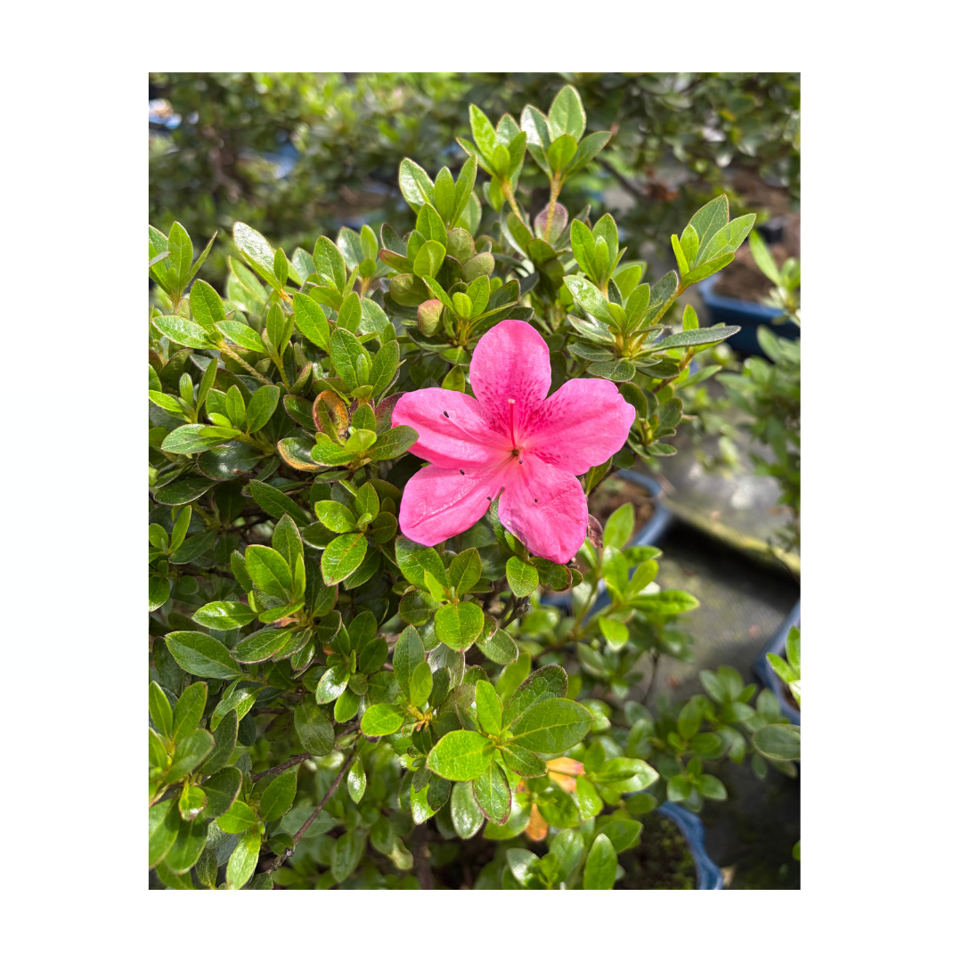 Rhododendron indicum (satsuki azalea), height ~40cm