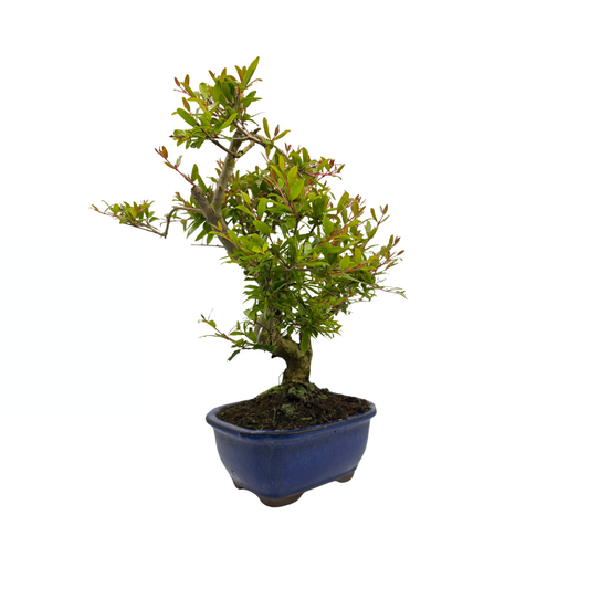 Punica granatum (pomegranate), height ~35cm