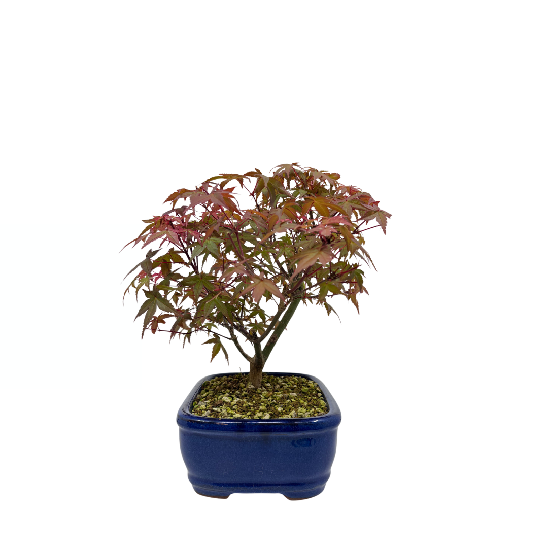 Acer palmatum 'Deshojo' (Japanese maple), height ~28cm