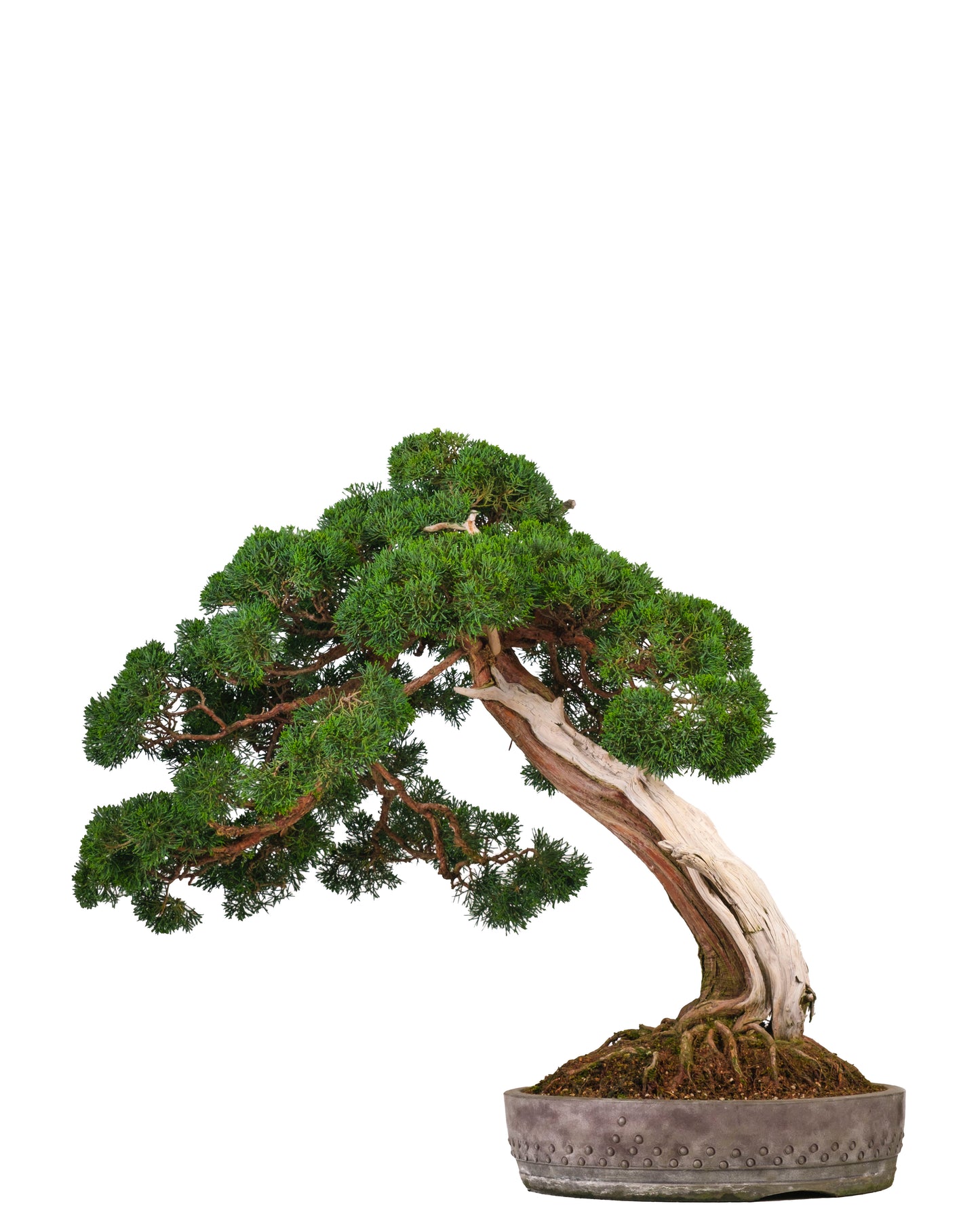 Juniperus chinensis (Chinese jeneverbes) No. 60, hoogte ~75cm