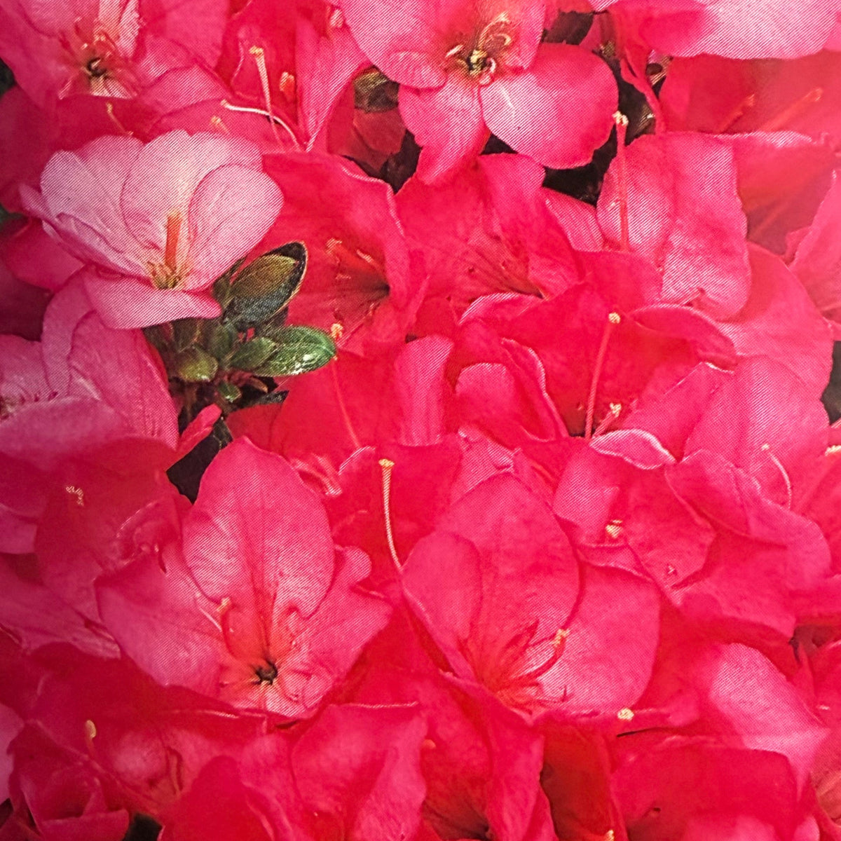 Starterpakket Azalea japonica