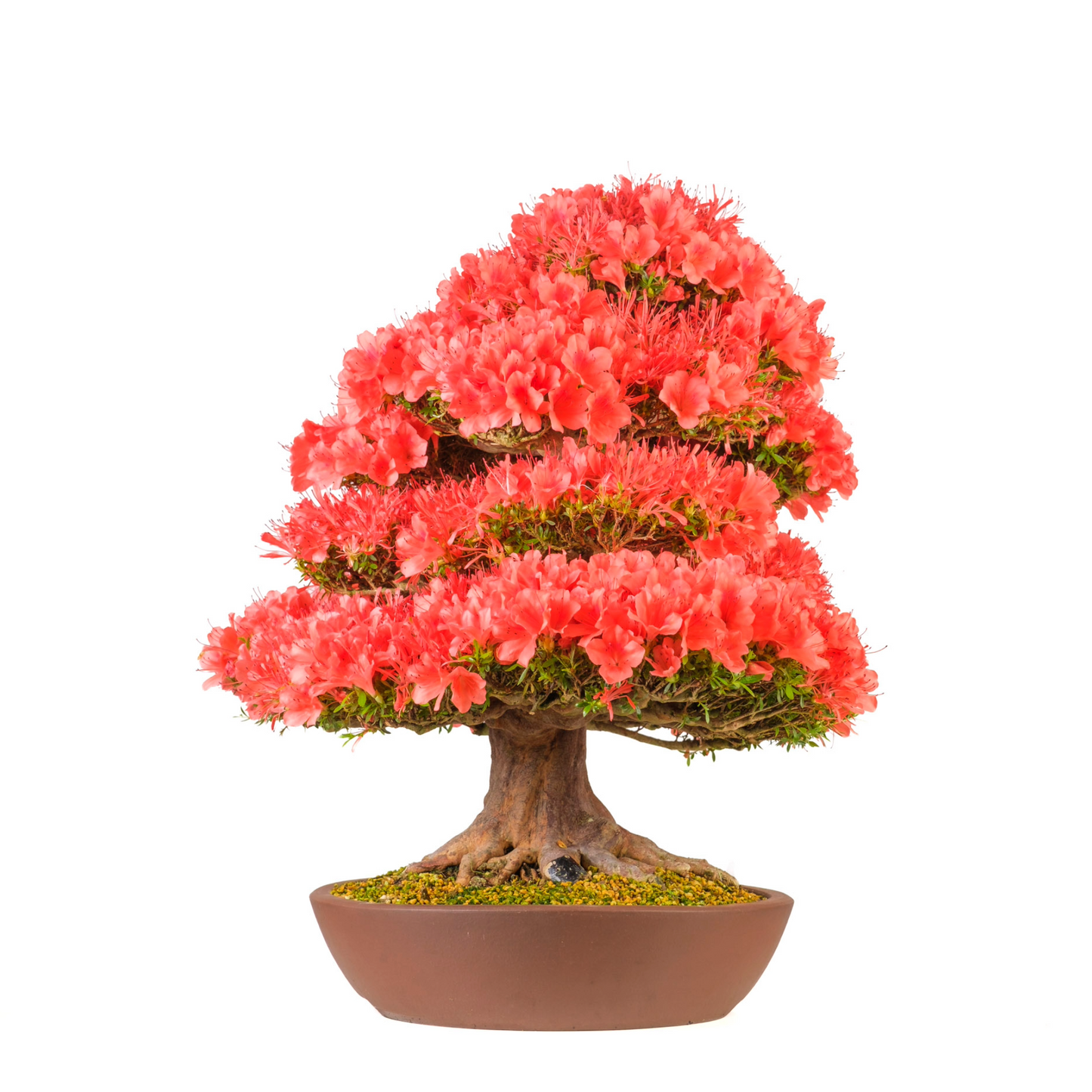 Rhododendron indicum 'Kinsai' (Azalea) No. 107, hoogte ~74cm