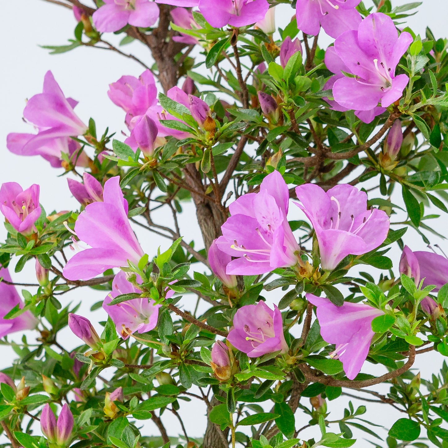 Rhododendron indicum 'Suzukaze' (satsuki azalea), height ~50cm