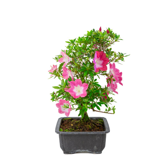 Rhododendron indicum 'Rin' (satsuki azalea), height ~44cm