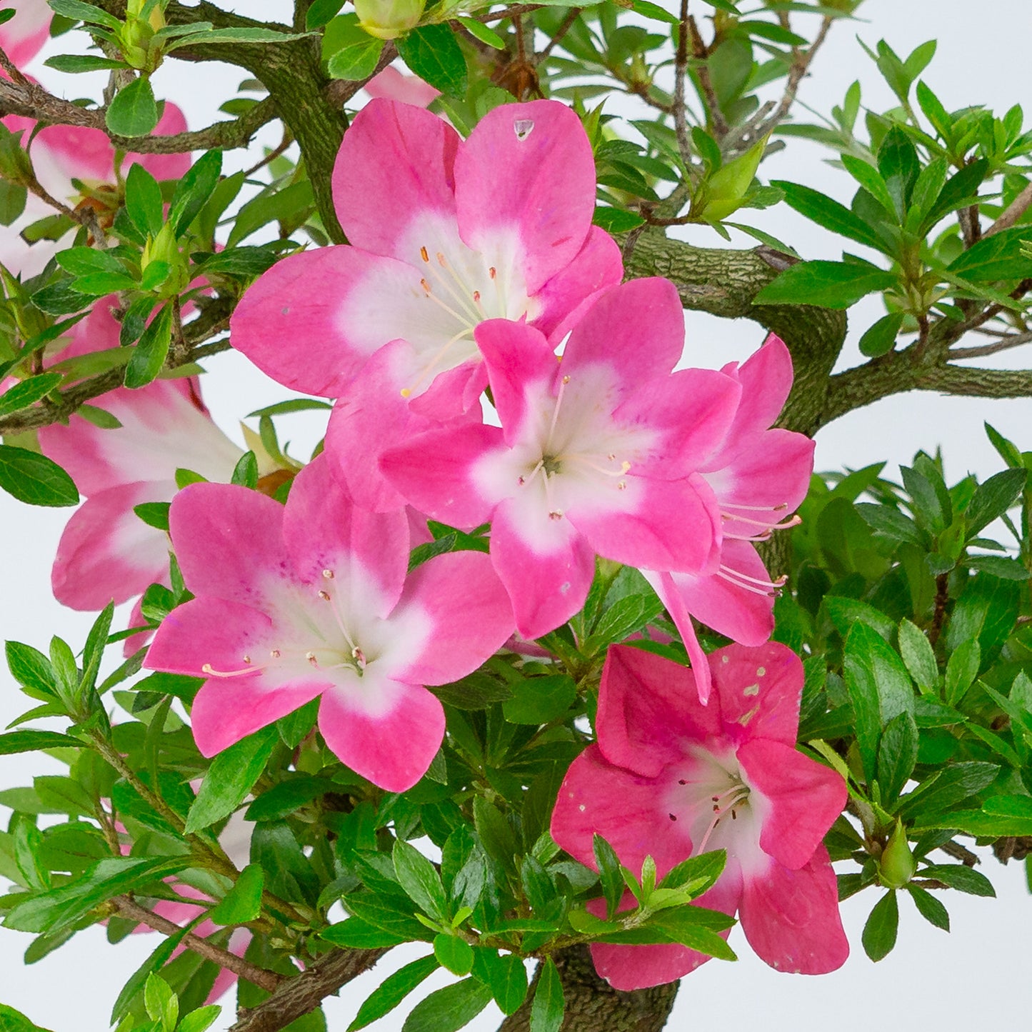 Rhododendron indicum 'Rin' (satsuki azalea), height ~44cm