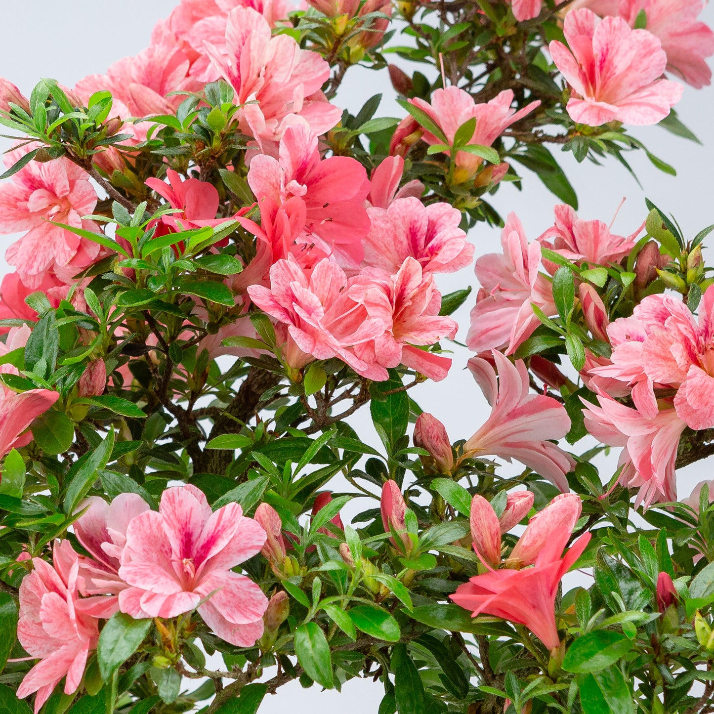 Rhododendron indicum 'Misato' (satsuki azalea), height ~52cm