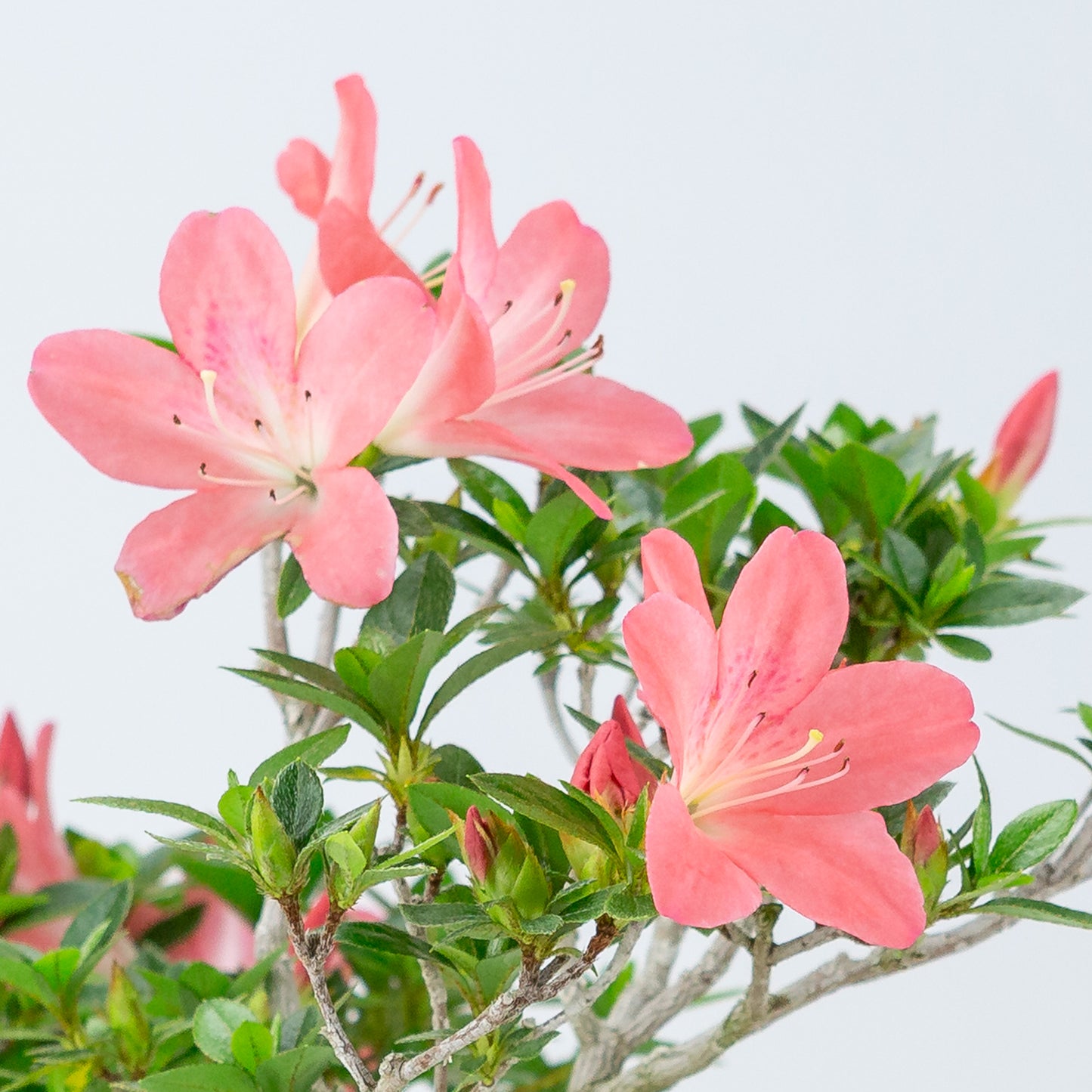 Rhododendron indicum 'Toki' (satsuki azalea), height ~37cm