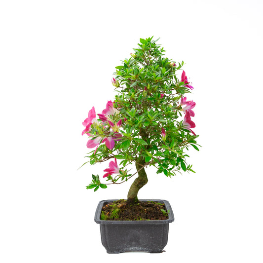 Rhododendron indicum 'Rin' (satsuki azalea), height ~52cm
