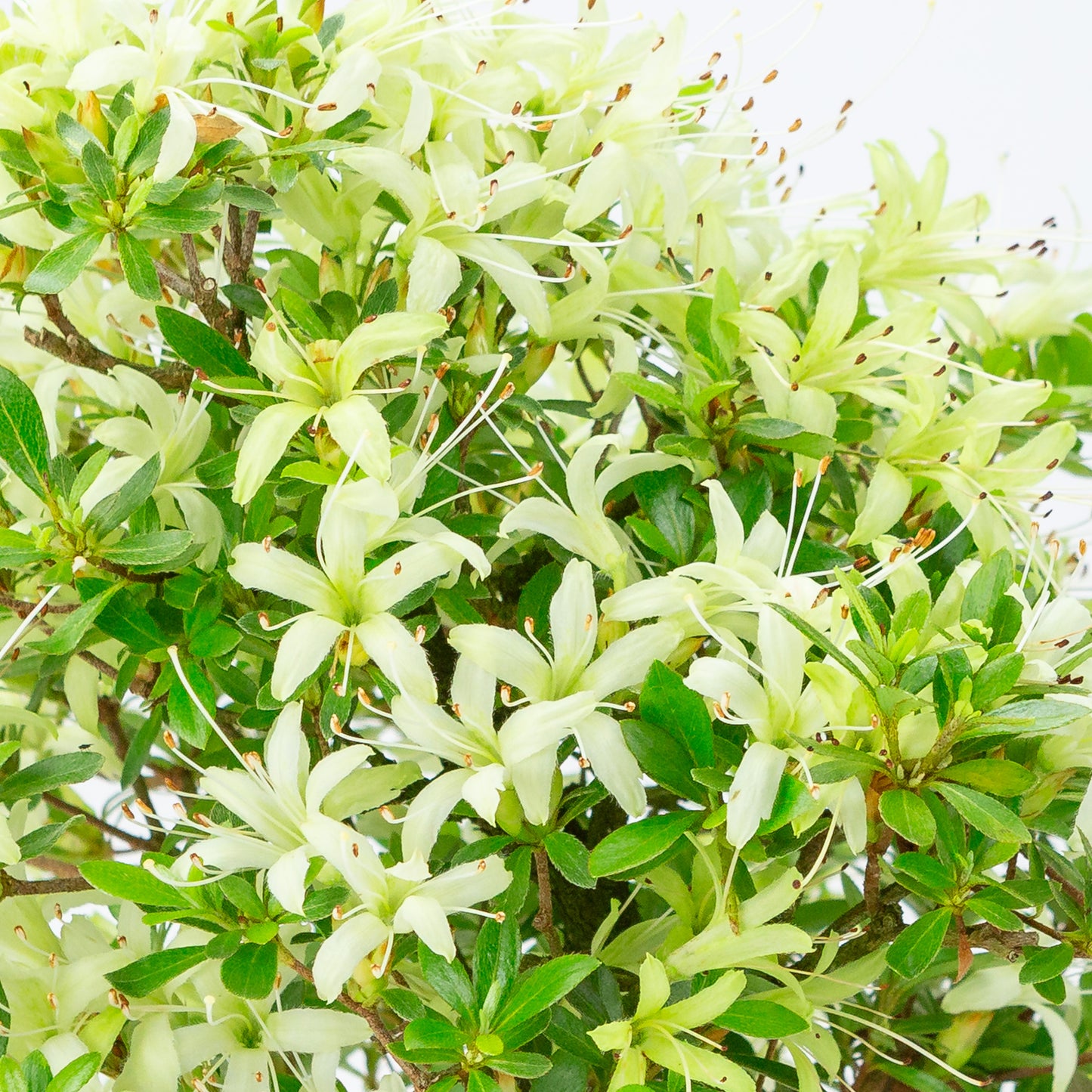 Rhododendron indicum 'Senbazuru' (satsuki azalea), height ~37cm