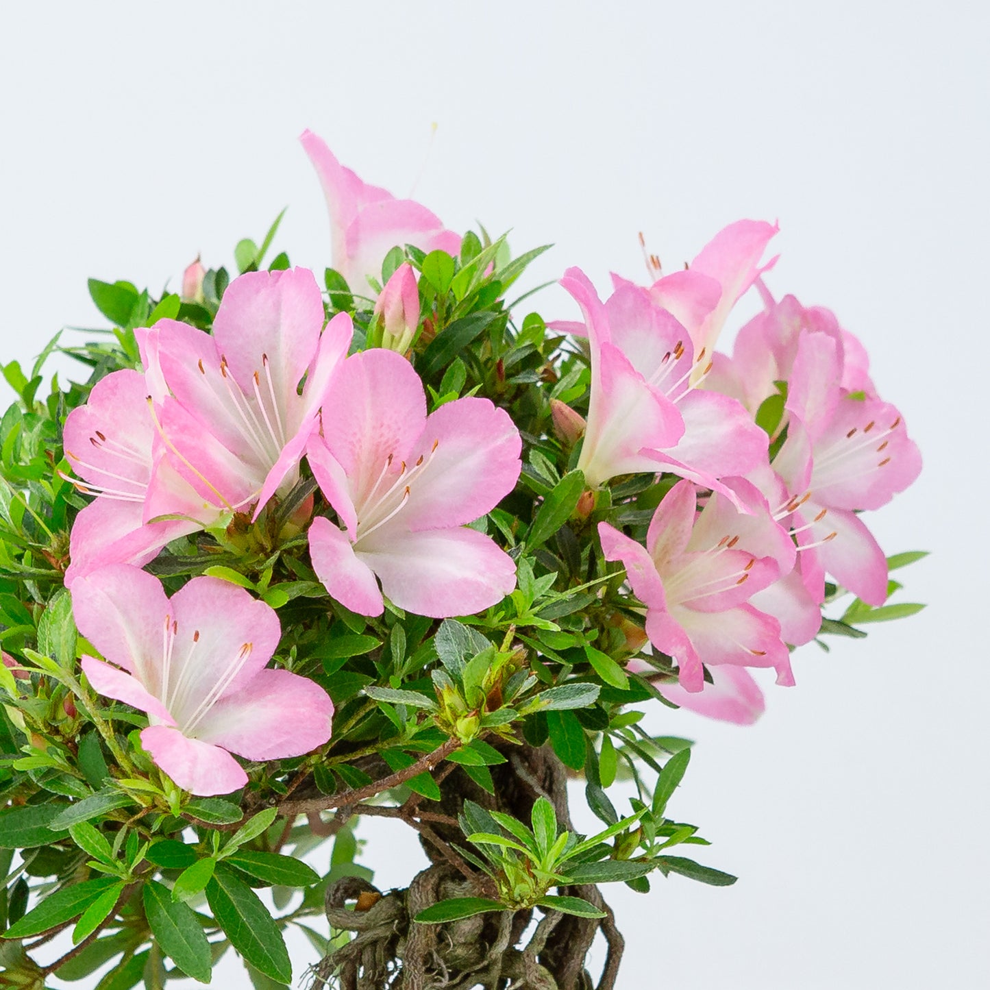 Rhododendron indicum 'Sakura Hime' (satsuki azalea), hoogte ~32cm