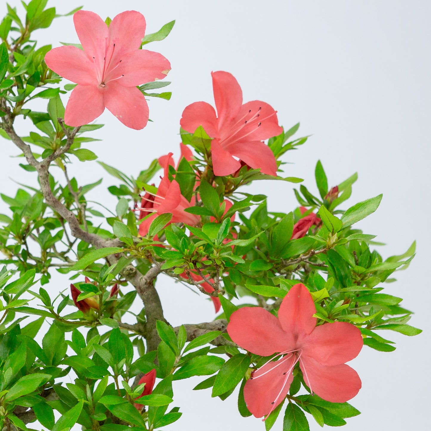 Rhododendron indicum (satsuki azalea), height ~40cm