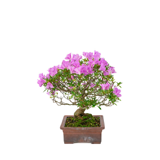 Rhododendron indicum 'Jyurokuya' (satsuki azalea), height ~32cm