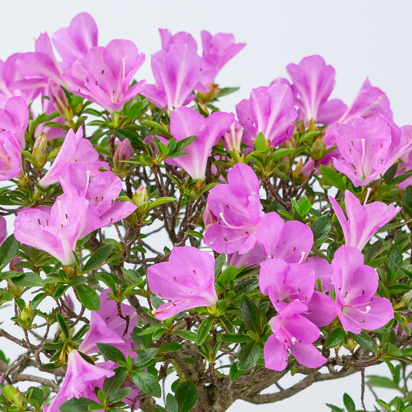 Rhododendron indicum 'Jyurokuya' (satsuki azalea), height ~32cm