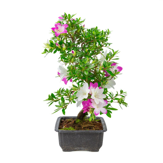 Rhododendron indicum 'Ruka' (satsuki azalea), height ~47cm