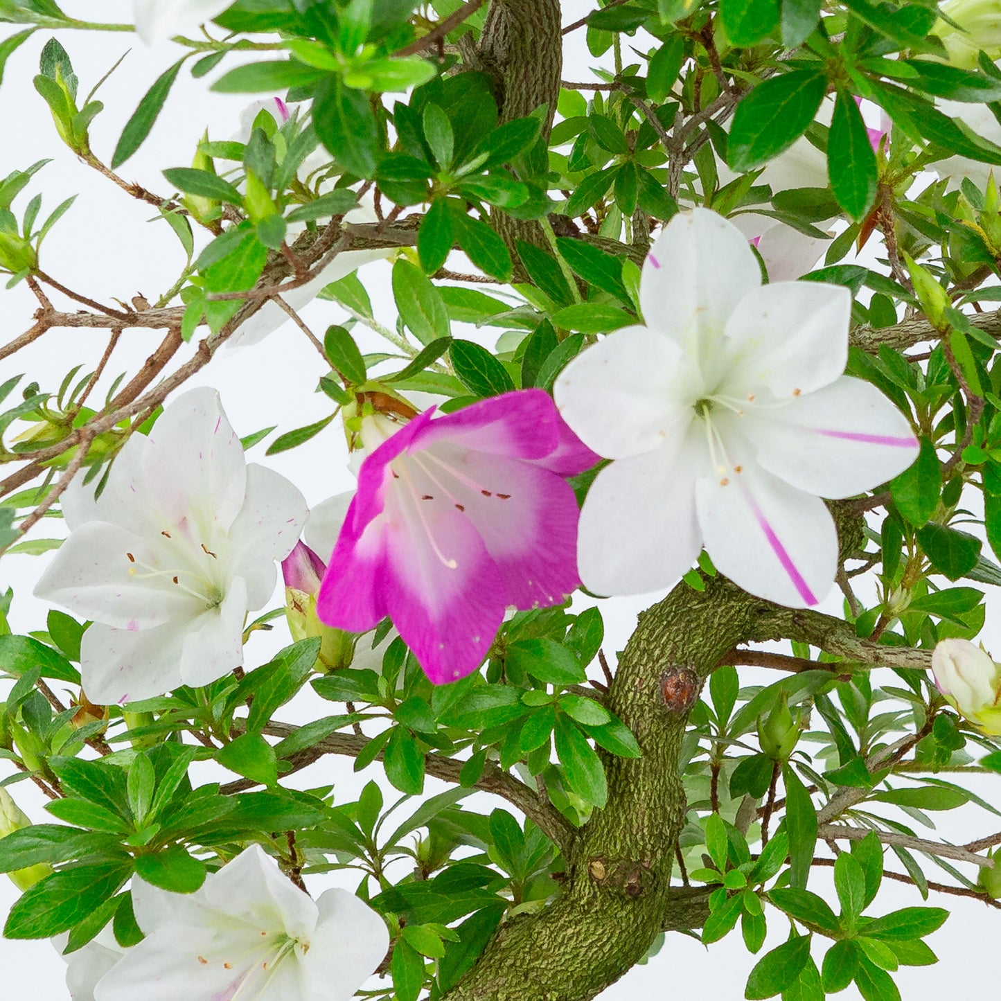 Rhododendron indicum 'Ruka' (satsuki azalea), height ~47cm