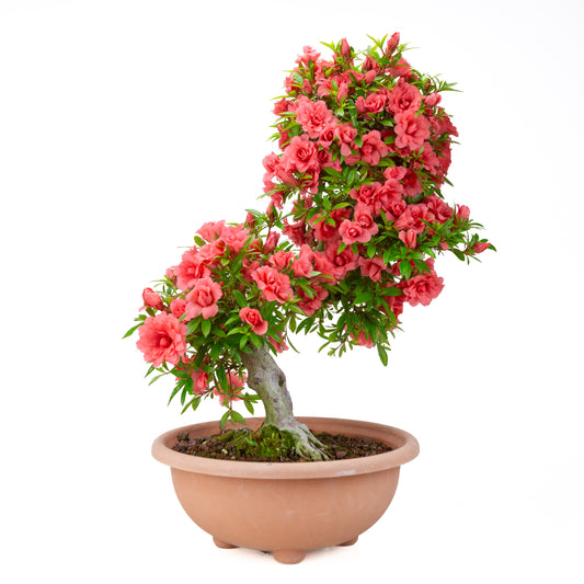 Rhododendron indicum 'Komane' (satsuki azalea), height ~61cm
