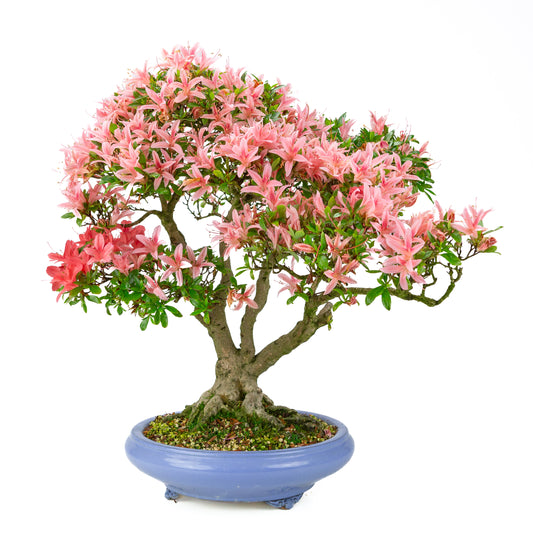 Rhododendron indicum “Koto no Kagayaki” (satsuki azalea), height ~53cm